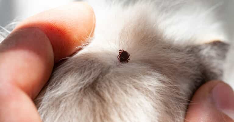 How to Tell If Your Dog Has a Tick